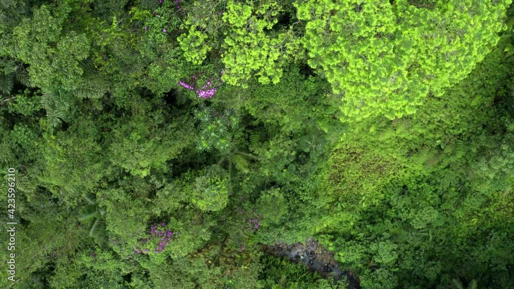 Aerial top view of a canopy with different tree species and patches of purple flowers between the many shades of green Aerial top view of a canopy with different tree species and patches of purple flowers between the many shades of green
