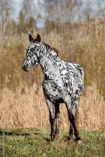 Knabstrupper breed horse standing on the field in autumn