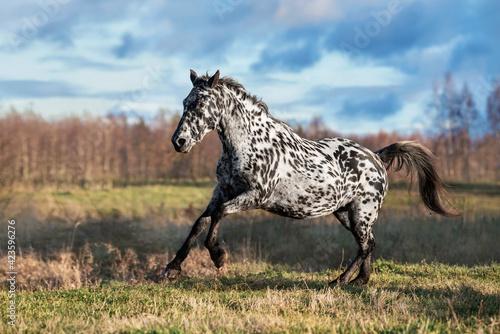 Knabstrupper breed horse running on the field