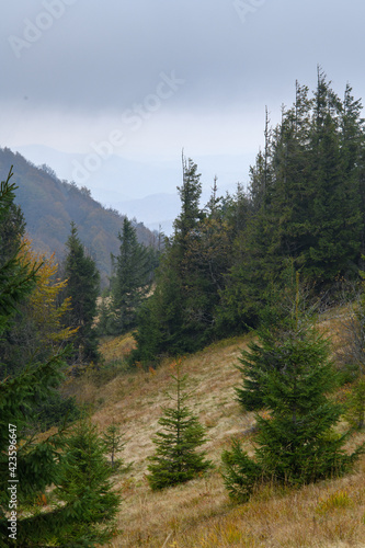 Spruce forest in mountains in autumn