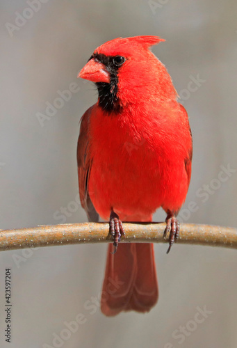 Northern Cardinal sitting on a tree branch, Quebec, Canada