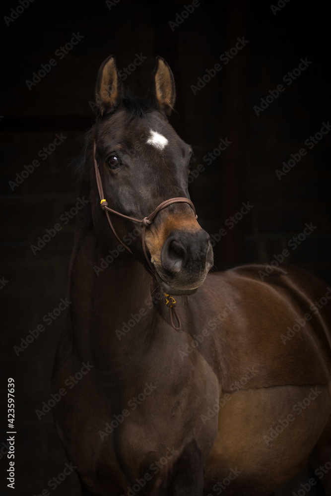 Fototapeta Pferdeportrait vor dunklem Hintergrund
