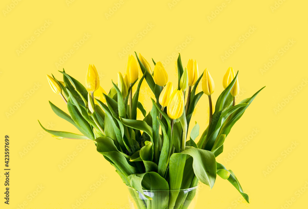 Yellow tulips with green leaves in transparent vase on yellow background. Free copy space. Concept of greeting card