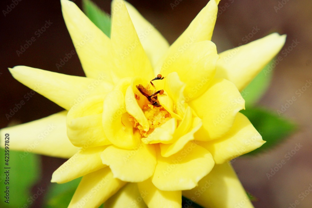 Obraz premium daffodil flower closeup