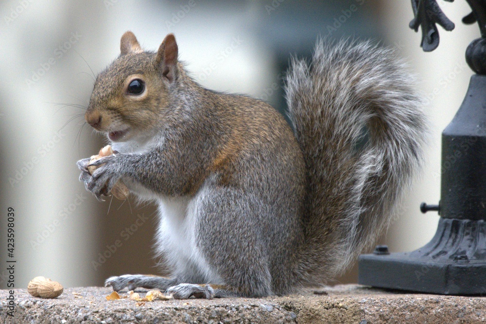 Obraz premium Squirrel