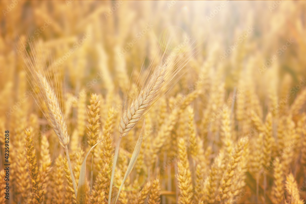 Rural scenery. Golden ripe ears of wheat field and sunlight. Selective focus.