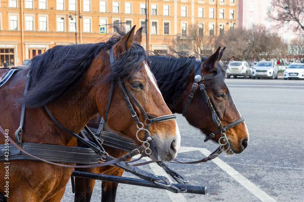 two horses are standing on a city street with cars