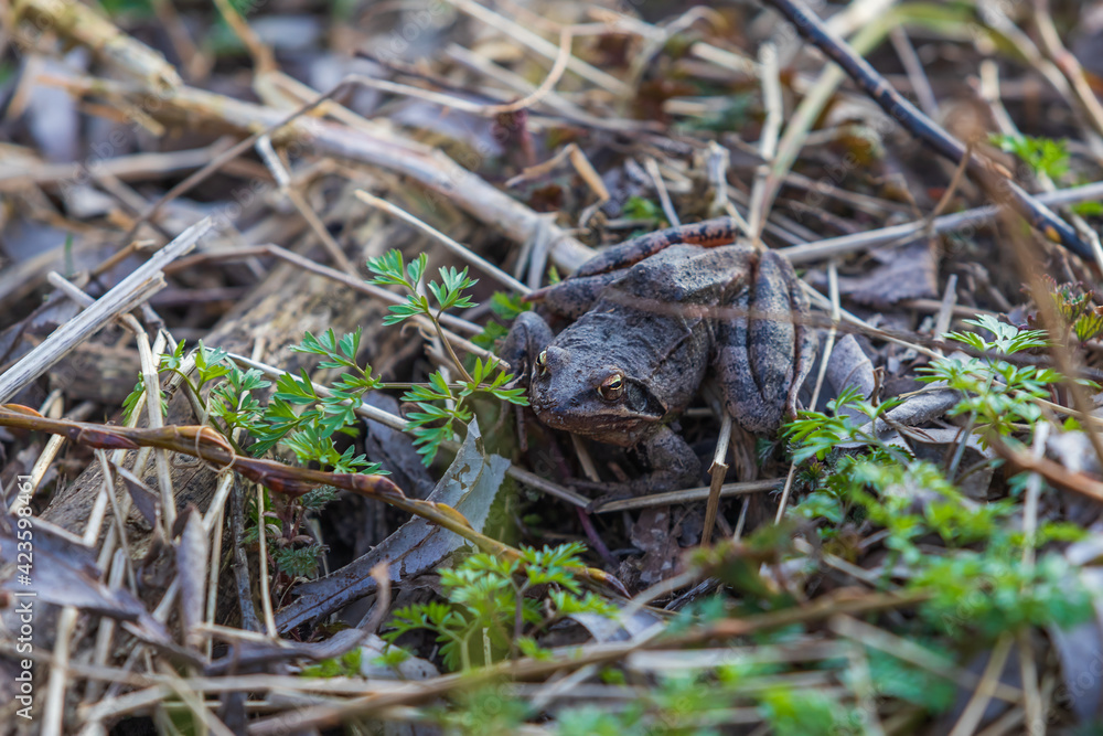 Fototapeta premium Beautiful frog Common Frog - Rana arvalis sitting in a leaf. The frog has distinctive eyes.