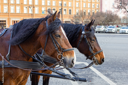 two horses are standing on a city street with cars