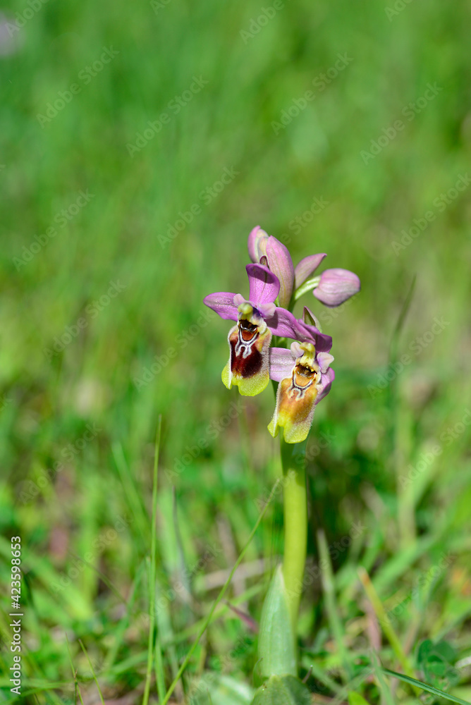 Ophrys tenthredinifera or bee flower orchid Ophrys tenthredinifera or bee flower orchid
