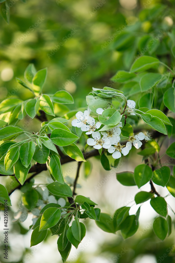 Fototapeta premium spring flowering of the pear tree
