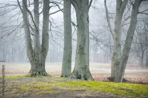 Mighty deciduous beech trees in a thick fog. Dark tree silhouettes. Public city park, forest. Spring landscape. Nature, ecotourism, ecology, environmental conservation, landscaping photo