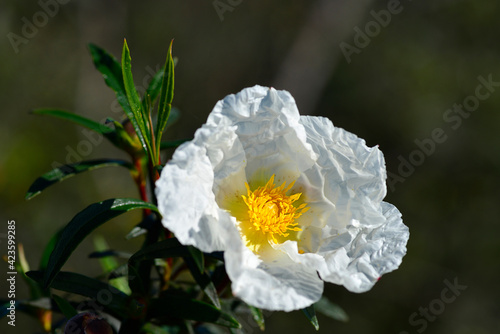 Prunus persica or flowered peach tree. peach blossom photo