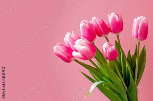 Many Pink tulips on the pink background.
