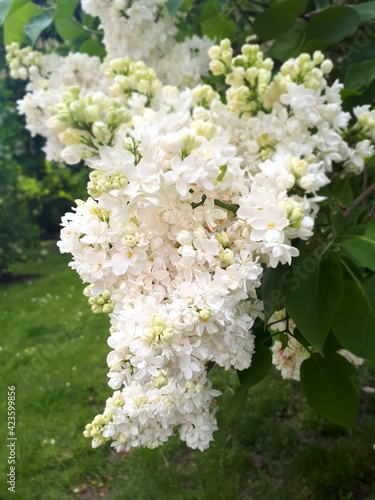 Fototapeta Naklejka Na Ścianę i Meble -  white flowers