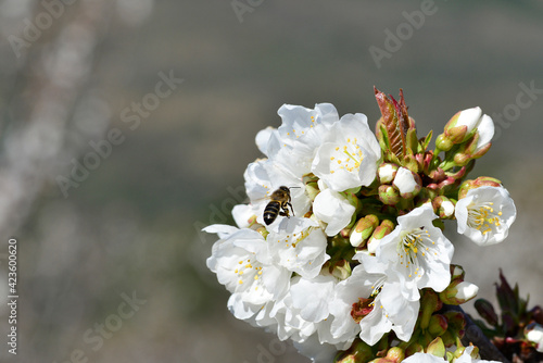 bee collecting pollen on flowering cherry or Cerasus in spring