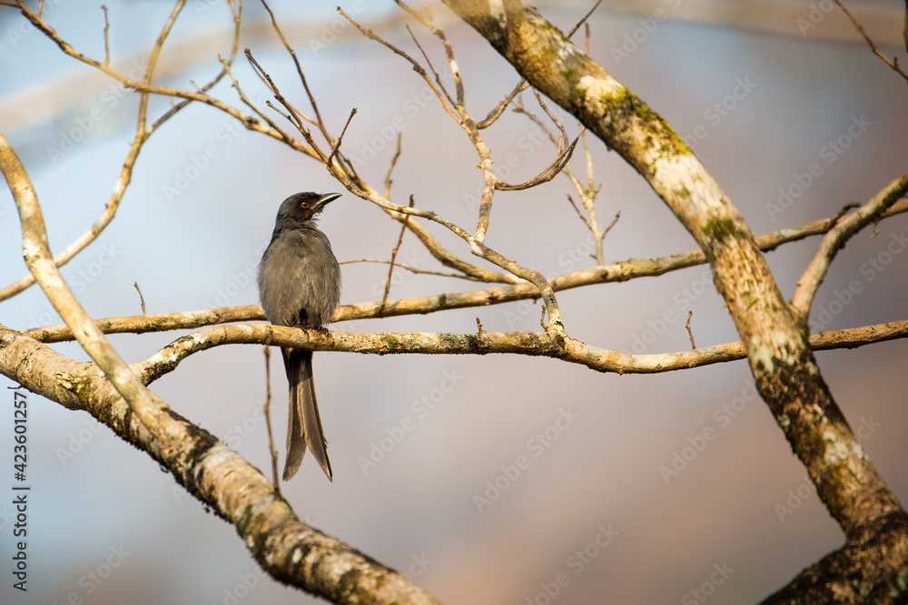 Ashy Drongo in a forest in Thattekkad, Kerala, India