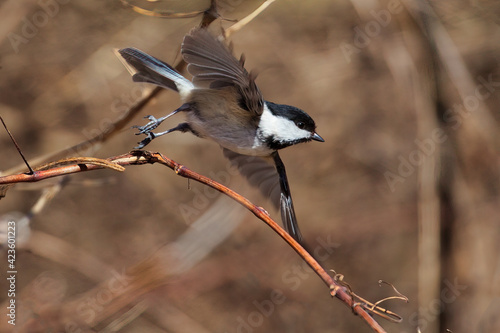 Cuadro en lienzo Black-capped Chickadee taking off from a tree branch in Mississauga, Ontario, Ca