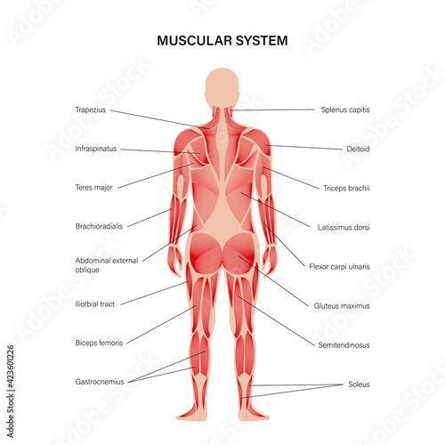 Human muscular system