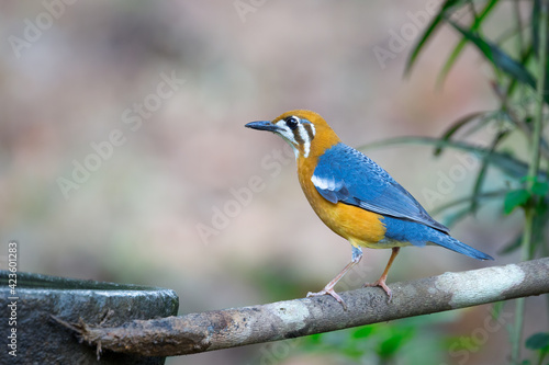 An Orange-headed Ground Thrush in the reserved forest in Thattekkad, Kerala, India
