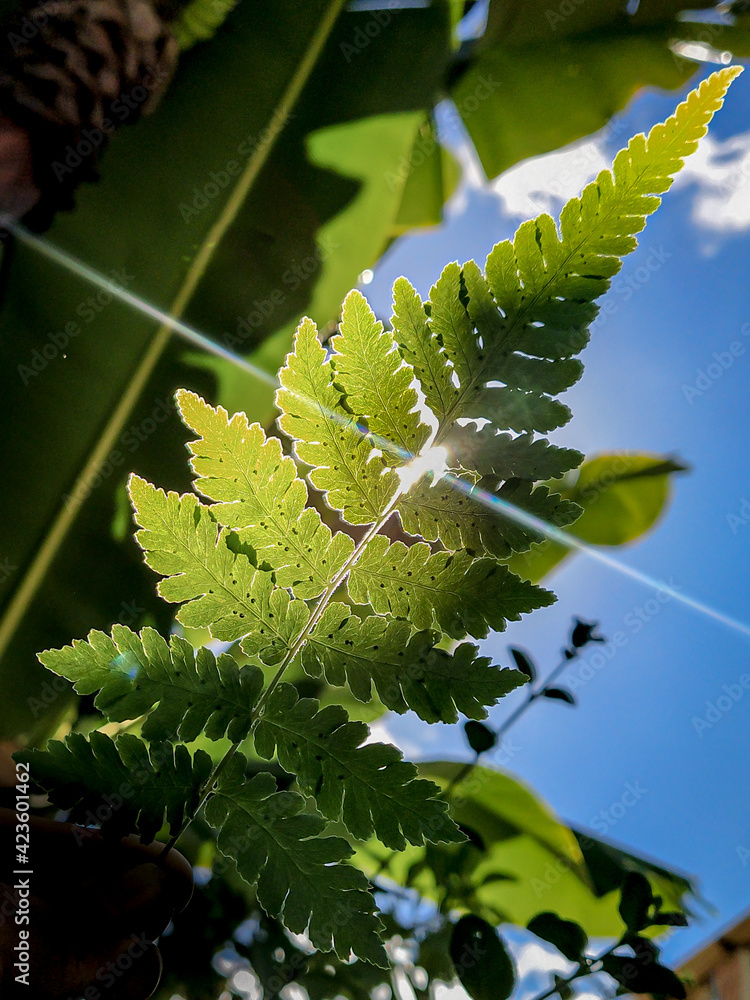 leaf leaf