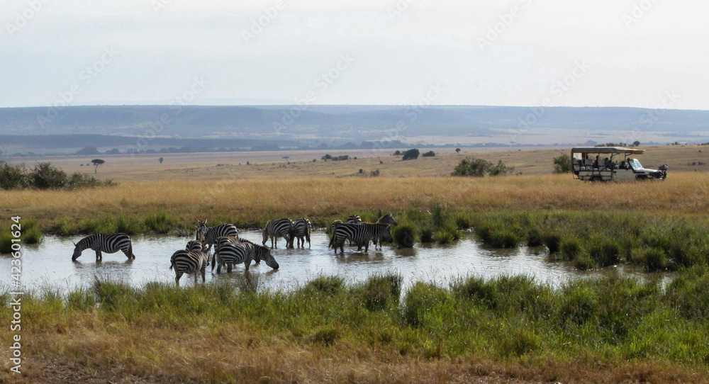 Herd of Zebra at the watering hole, safari jeep looks on. Herd of Zebra at the watering hole, safari jeep looks on.