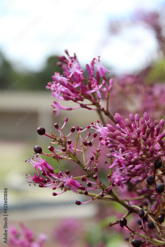 Fototapeta premium pink flower