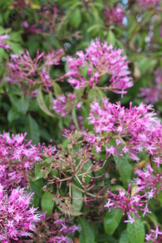 pink flowers