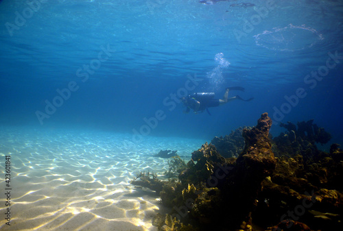 scuba diver , coral reef , caribbean sea , Venezuela