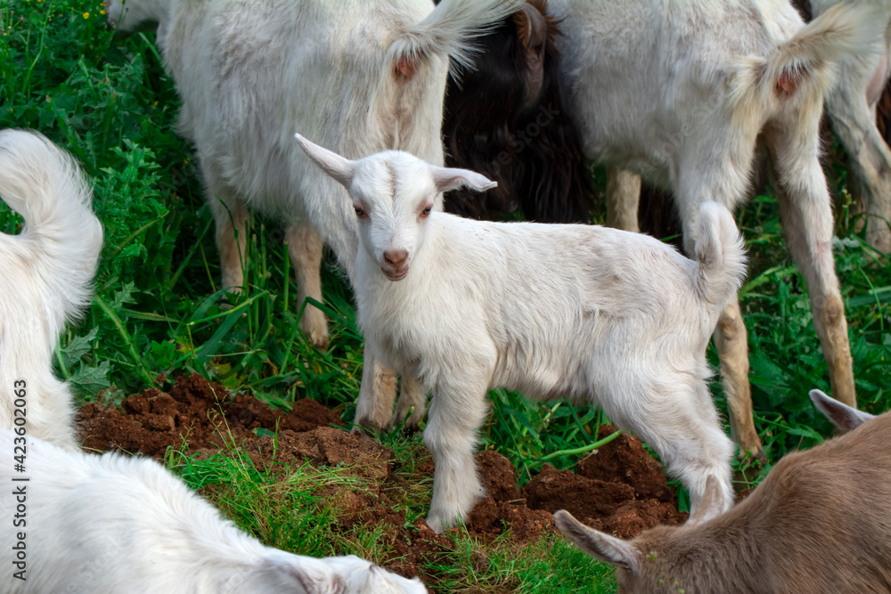Beautiful goats grazing in the meadow Beautiful goats grazing in the meadow