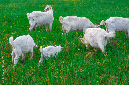 Beautiful goats grazing in the meadow © blackdiamond67