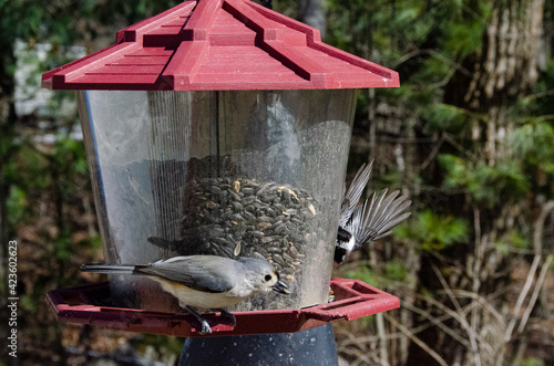 Fotografie gray bird flying to bird feeder