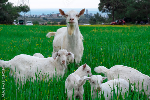 Beautiful goats grazing in the meadow