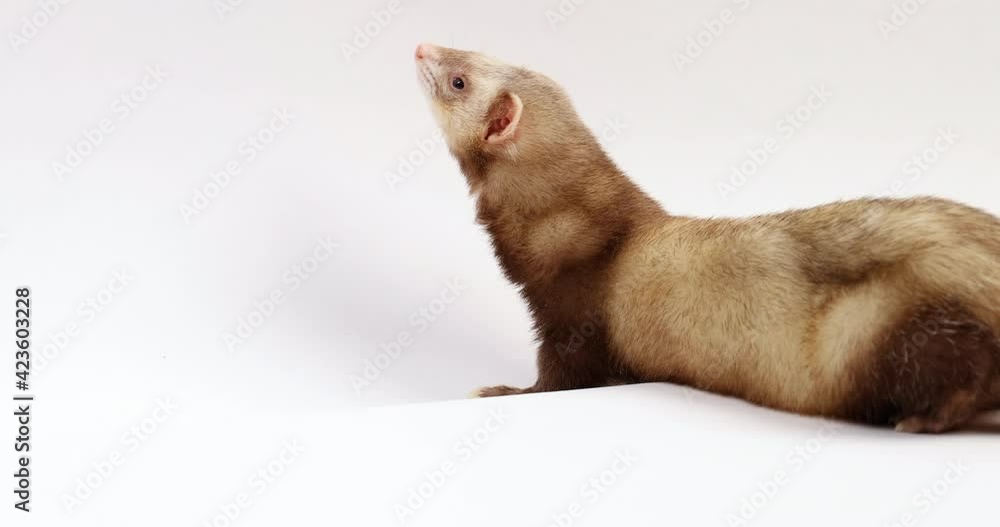 Ferret explores edge of white background - isolated on white - side profile Ferret explores edge of white background - isolated on white - side profile