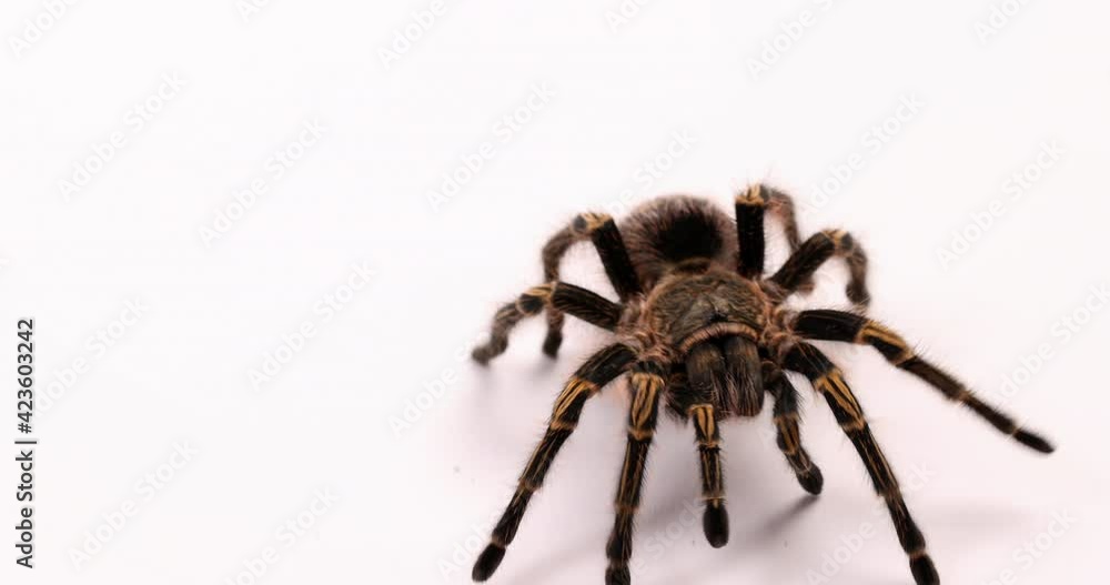 Tarantula spider walks towards camera - isolated on white background Tarantula spider walks towards camera - isolated on white background