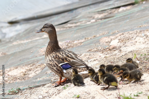 MAMA DE LOS PATITOS