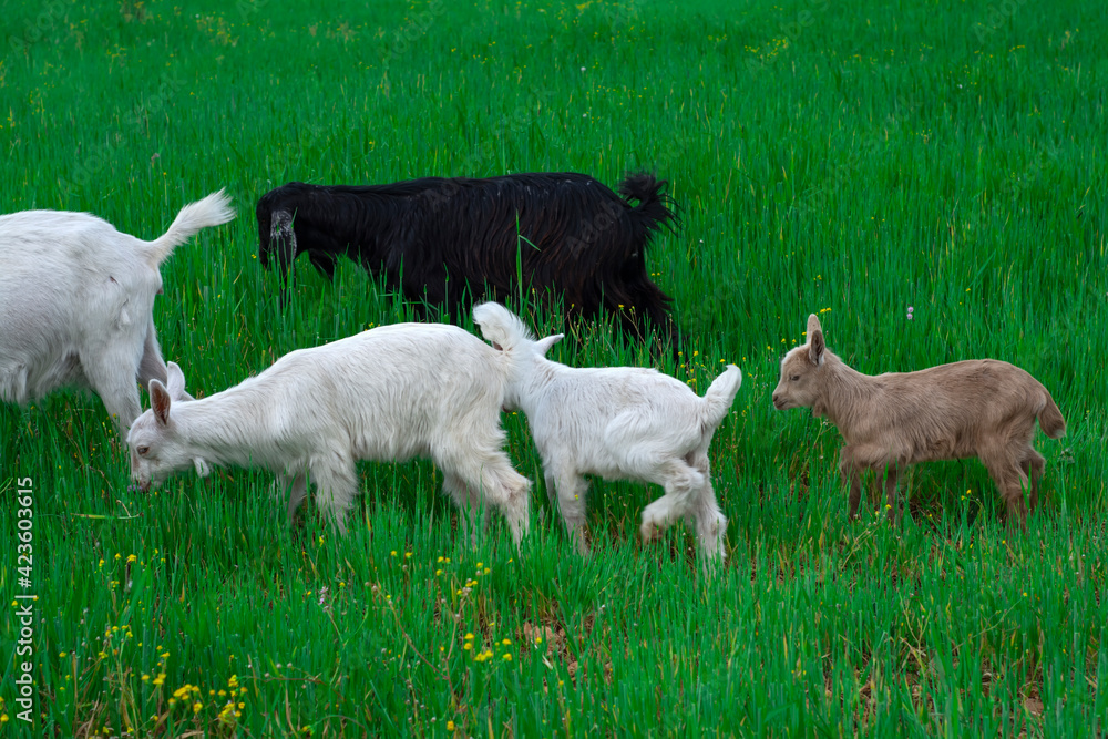 Beautiful goats grazing in the meadow Beautiful goats grazing in the meadow