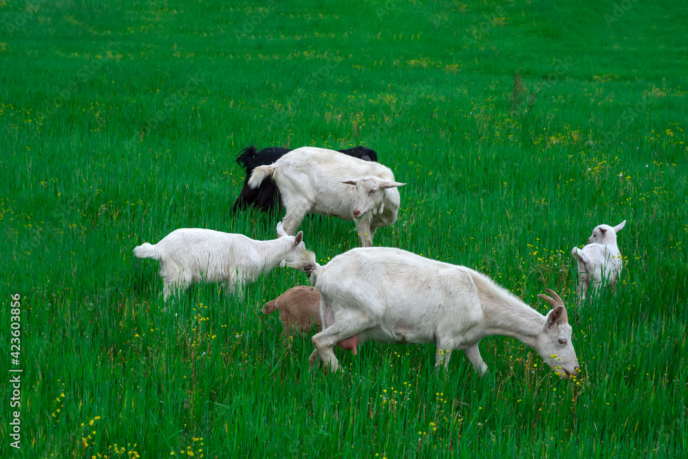 Beautiful goats grazing in the meadow Beautiful goats grazing in the meadow