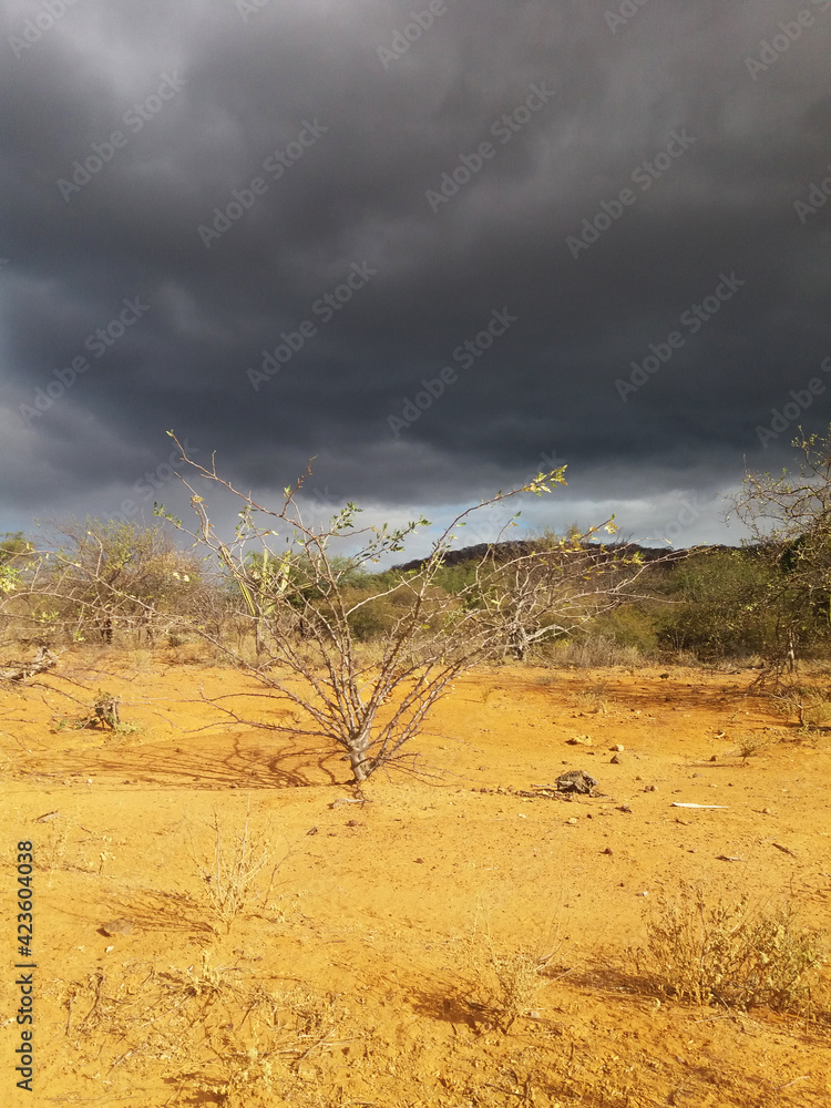 Fototapeta premium Sertão dry ground hinterland