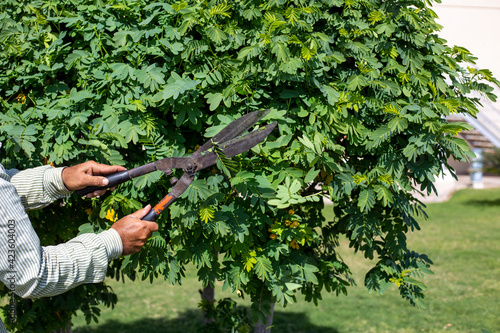 Man's hands cut trees with scissors in summer day. Pruning a tree with scissors