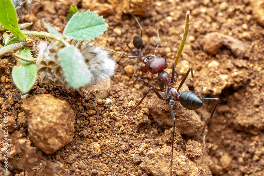 Beautiful Strong jaws of red ant close-up Beautiful Strong jaws of red ant close-up