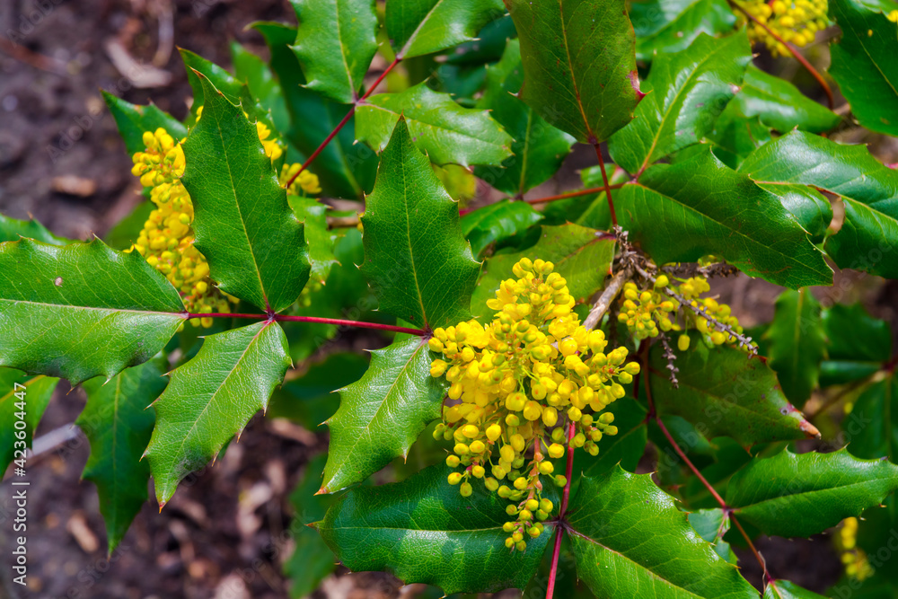 Yellow flowers of common holly in early Spring Yellow flowers of common holly in early Spring