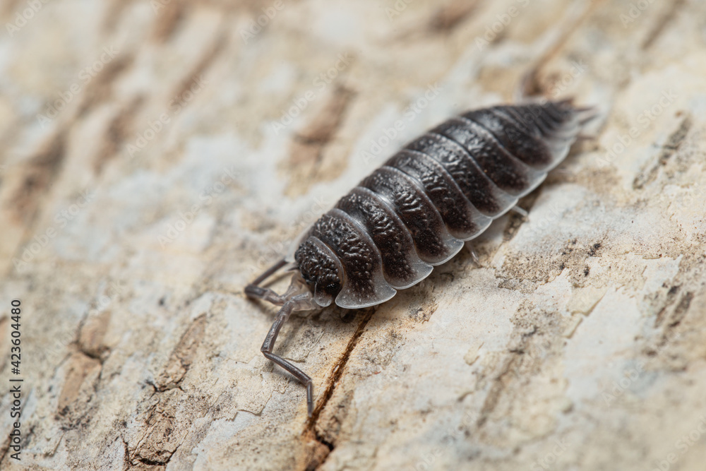 Porcellio hoffmannseggi on a piece of white bark Porcellio hoffmannseggi on a piece of white bark