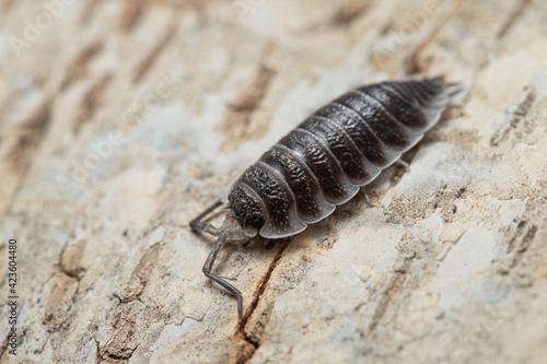 Porcellio hoffmannseggi on a piece of white bark