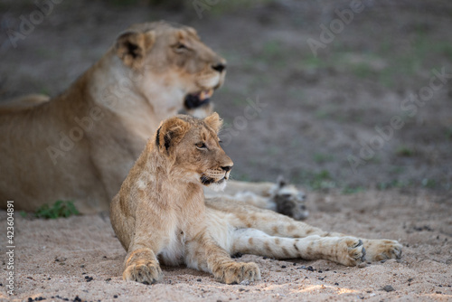 A Female Lion seen with her cubs on a safari in South Africa