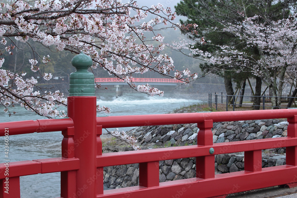 京都府宇治市　宇治川の桜