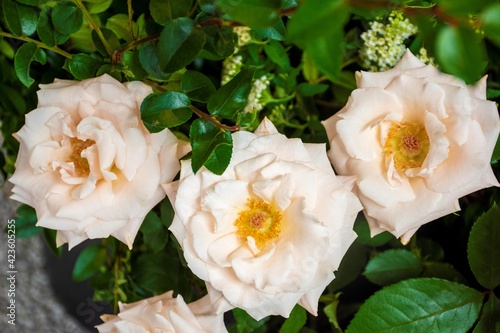 rose set sail champagne middle of other roses