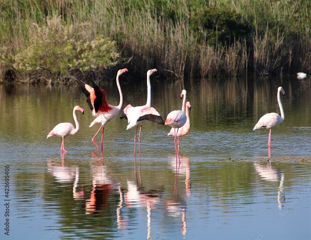 flamingo flamingo