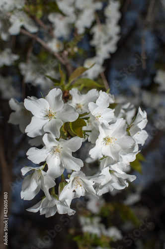 山桜　ヤマザクラ　白いサクラ
