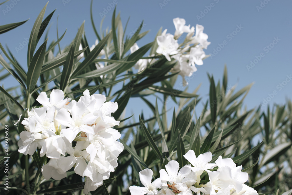 Close-up of blooming oleander bush with white blossoms, green leaves against blue summer sky in sunlight. Mediterranean bush, flora. Garden in Spain. Close-up of blooming oleander bush with white blossoms, green leaves against blue summer sky in sunlight. Mediterranean bush, flora. Garden in Spain.